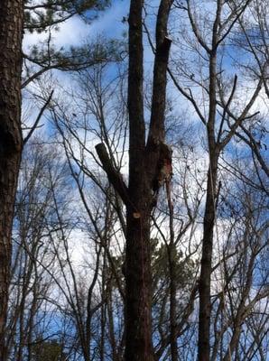 Removing an oak that the limbs had to be lowered down