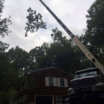 Using a 40 ton crane to aide in a large tree removal near a house