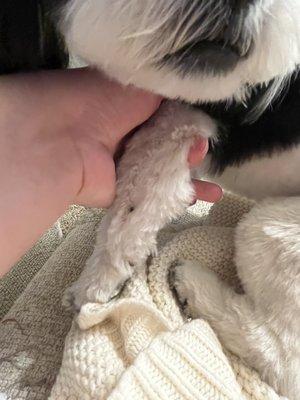 This is how they cut dogs thumbs? A straight line?