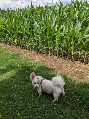 Max, a terrier mix at Norristown farm park