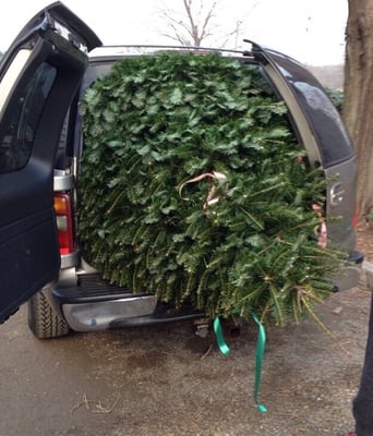 Couldn't even fit it into the trunk! Lol but cut it down myself