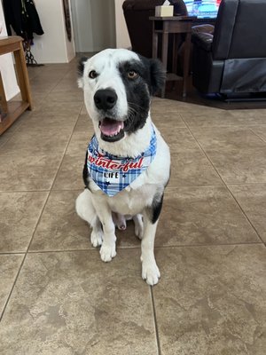 Gambler after grooming, so handsome!