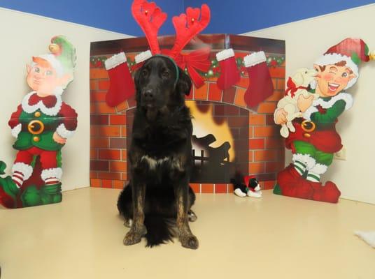 Free Spirit took Xmas pics of the dogs- pic of my baby Ruger