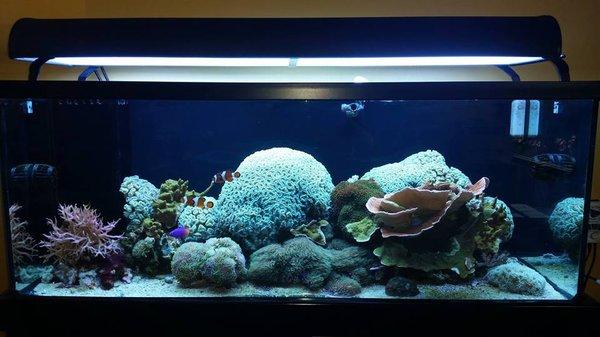 A beautiful view of our Office tank