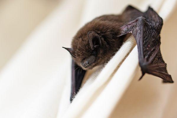 Bat Removal Indianapolis