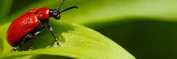 Bee Busters of San Antonio