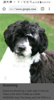 Portuguese water dog