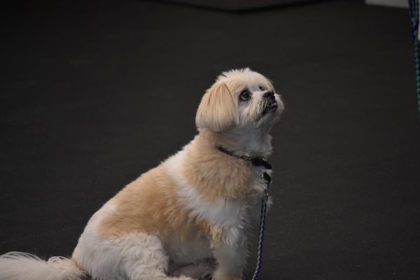 Practicing a sit stay in preparation of his therapy dog test! (He passed!)