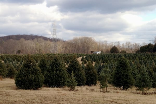 Great variety of trees to choose from...