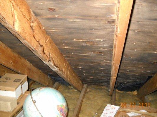 Mold in the attic.