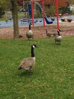 The geese, always watching. :)