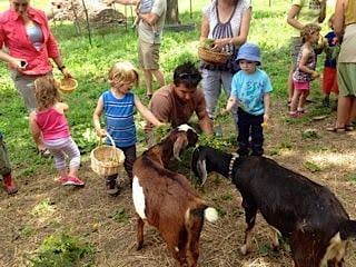 Learning with goats