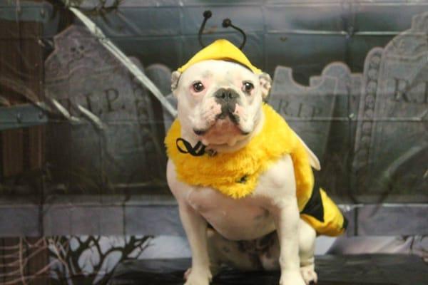 They had a little Halloween party for the dogs and had a photographer take pictures of them in their costumes! This was Criquette's. :)