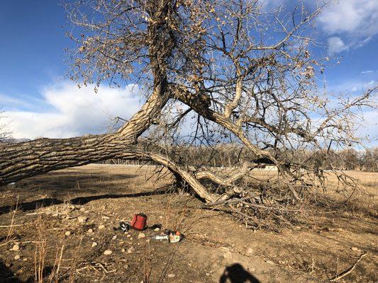 Cleaning up this downed cottonwood last week. Contact us for storm and emergency work