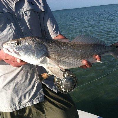 Key West Red Fish