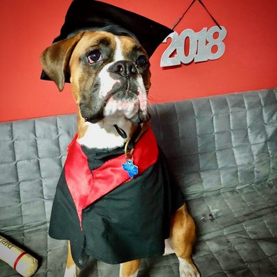 Graduating from GoodManners1 @ DogJoy