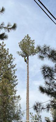 Junior's Tree Care