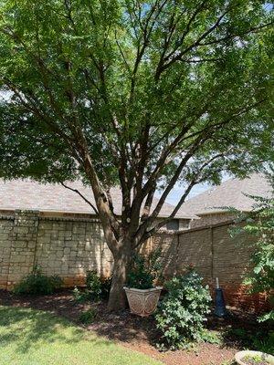 Tree trimming