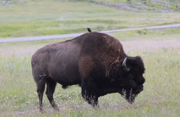 Buffalo with a bird on its back, Yellowstone National Park