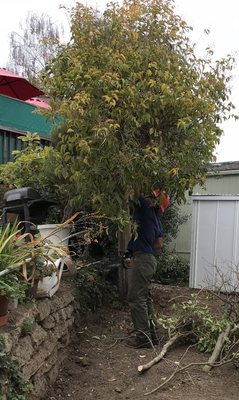 JACK WORKING HARD IN OUR YARD