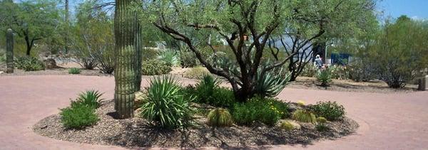 Driveway desert landscaping