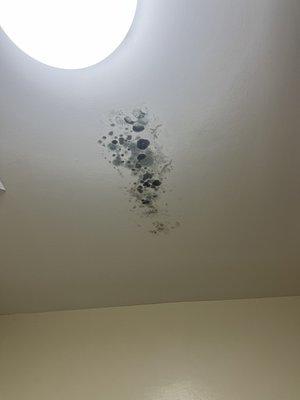 How could you possibly think it's ok to have students move into dorms like this!? Multiple mold spots, bugs . Mold caused headaches.