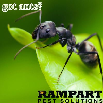 Rampart Pest Solutions