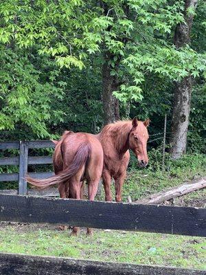 More horses onsite