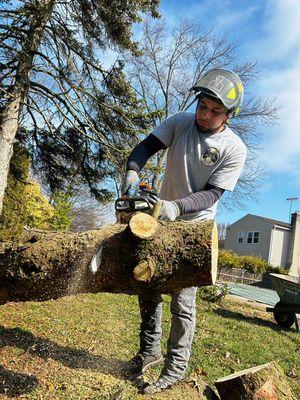 Pine tree removal