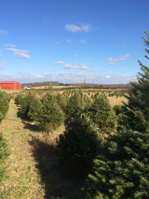 Tree Farm