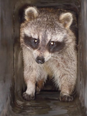 Raccoon in a chimney,Clinton CT