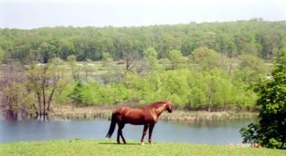 Eleventh Hour Farm & Equestrian Center