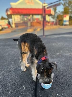 "Corky The Schnauzer" enjoying his PUP-CUP