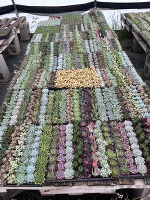 Display of the tiny succulent selection in one of the greenhouses.