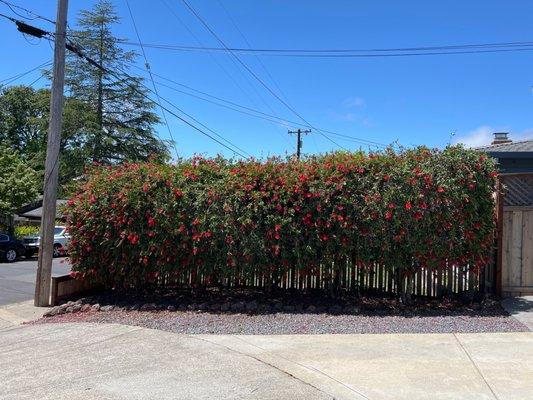 Bottle brush trimmed up for a natural look. Beautiful!