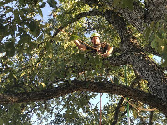 Randy did a great job of cleaning up an older pecan tree in front of my home. The tree looks 100% better and is safer and healthier!