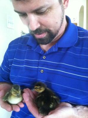 Ducklings I pulled out of a storm drain on Elk Grove Blvd.