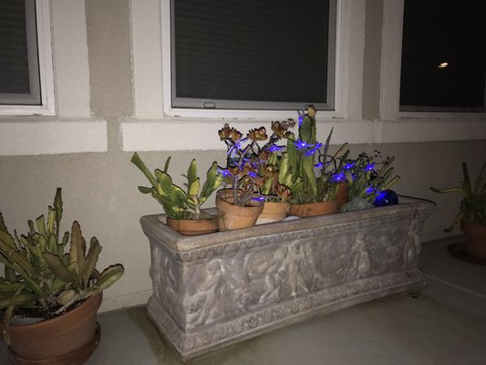 Planters from Filoli estate in Woodside, CA. Blue solar dragonflies light up the patio at night.