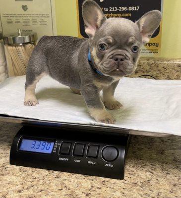 Beautiful French bulldog puppies