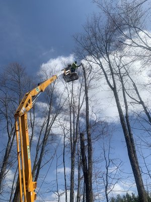 Wayne taking down an Ash tree