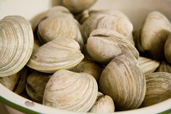 wild littleneck clams - by the dozen, half-bushel and bushel