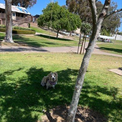 Scoutie's a happy girl @ Kimball Park