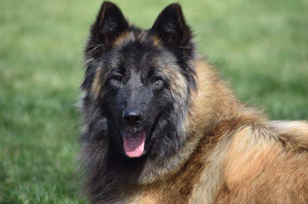 Grooming By Lynn  Milo a Belgian Tervuren