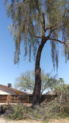 Tree trimming