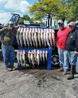 Walleye and more walleyes