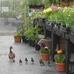 Flowers and ducks