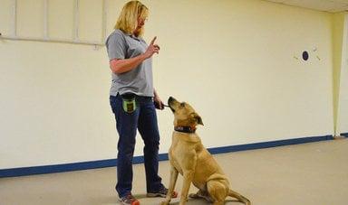 Shaping dog behavior with the e-collar.