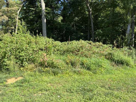 Before Photo of Large overgrowth