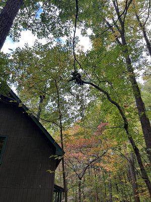 Squirrel climbing a small tree to remove troublesome branches