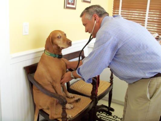 Dr. Ochstein listens to Mickey's heartbeat - Mickey seems right at home!